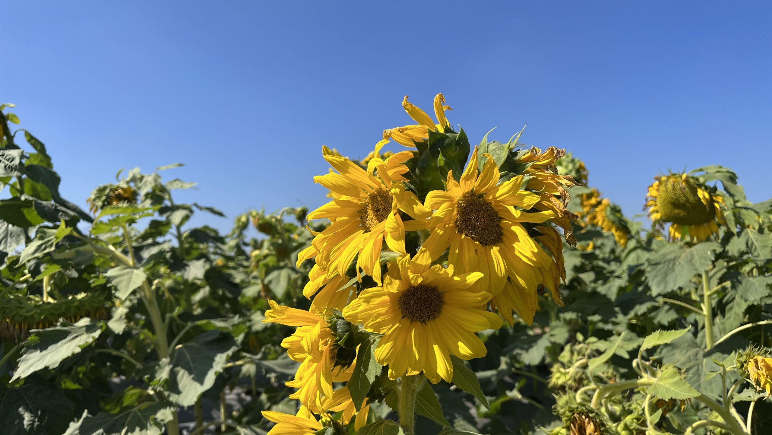 sunflower garden at La Fresa Bali