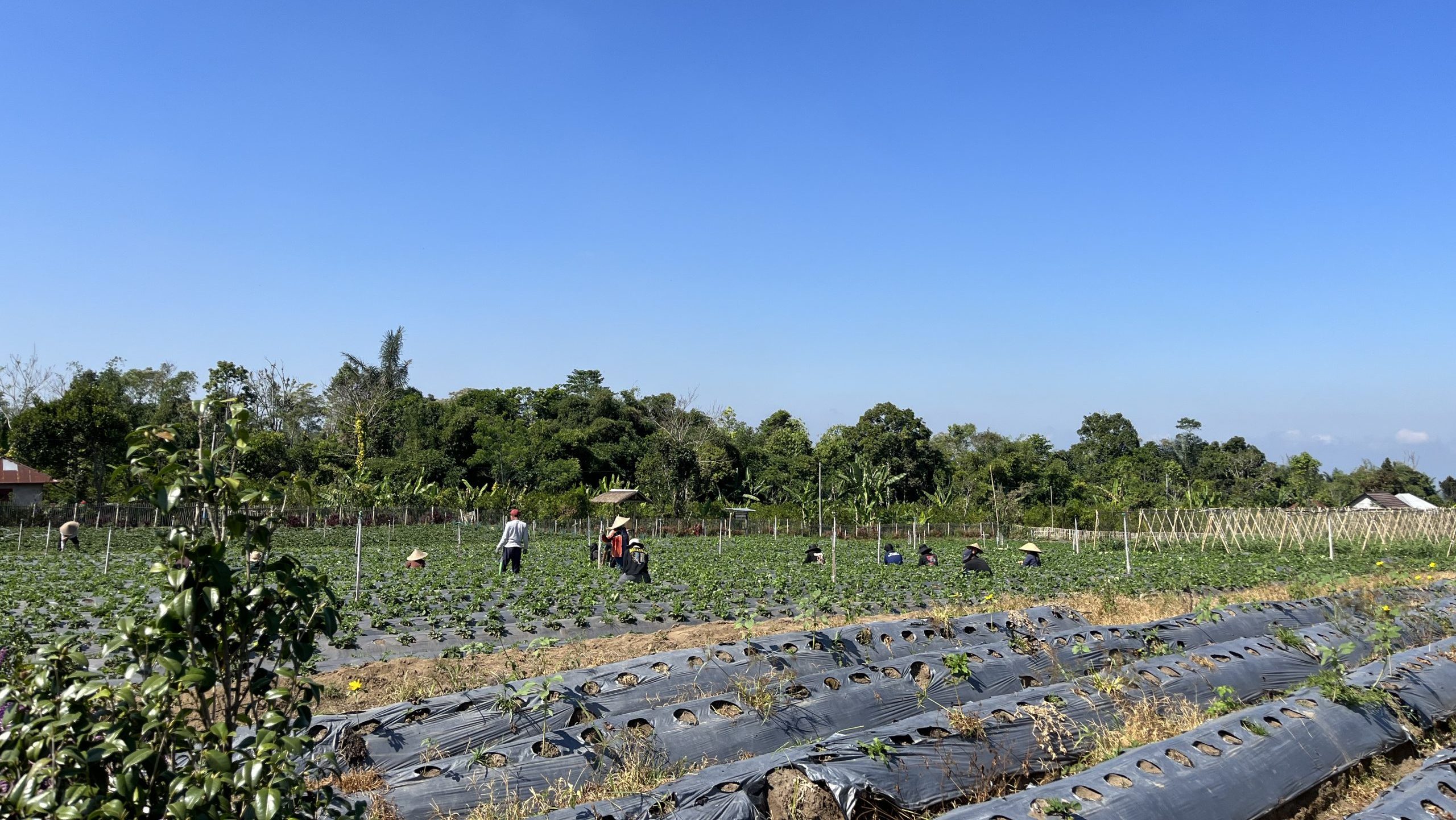 strawberry field at La Fresa Bali