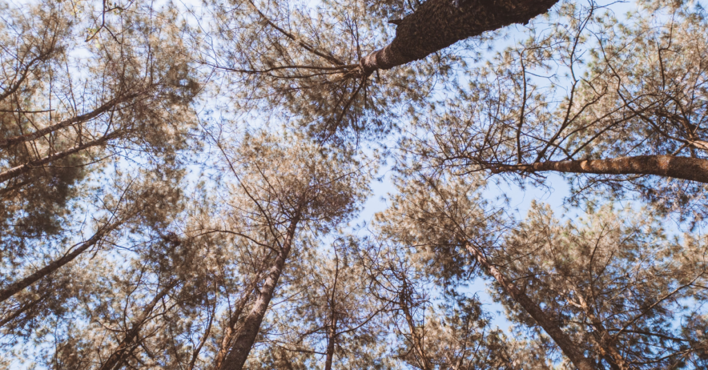 The Time We Went Looking for a Secret Pine Forest in Karangasem